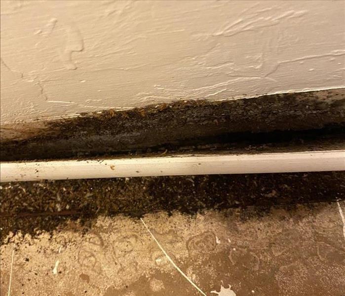 Mold Confirmed in Drywall and Baseboards